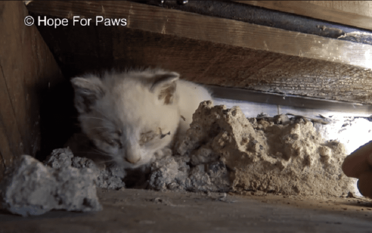 Lost and Found: Kittens’ Resilience in the Emptiness