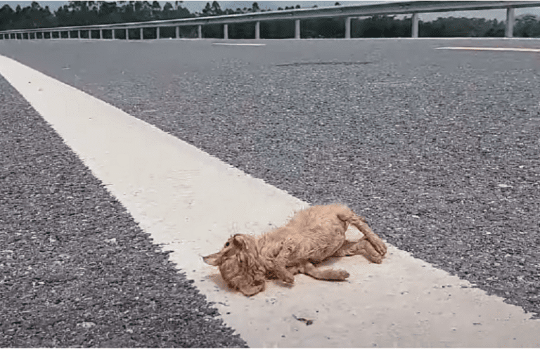 A Tale of Resilience: The Small Cat’s Encounter with Indifference