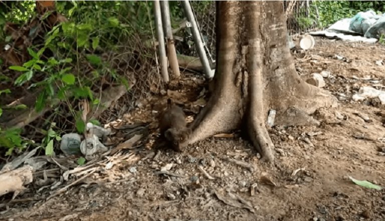 A Chance Encounter: Unlikely Friendship in the Street