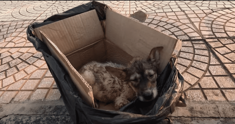 Trying to Save Puppies Who Are Living Their Last Moments in a Cardboard Box on the Street