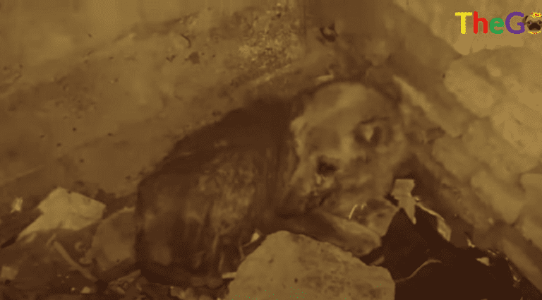 The Ailing Stray Dog: Finding Solace in the Abandoned House