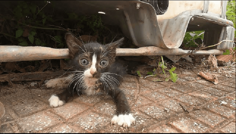 A Tale of Rescuing a Motherless Kitten from the Wild Wastes