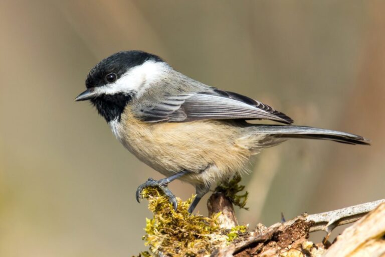 Bird Hybridization More Common in Human-Altered Environments
