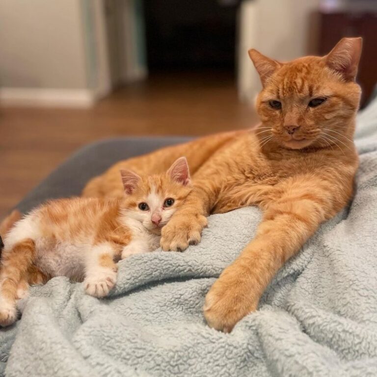 Elderly cat melted when it saw a tiny kitten