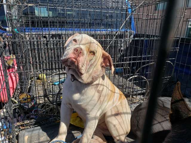 The dog was shot twice in the head and only survived because of love
