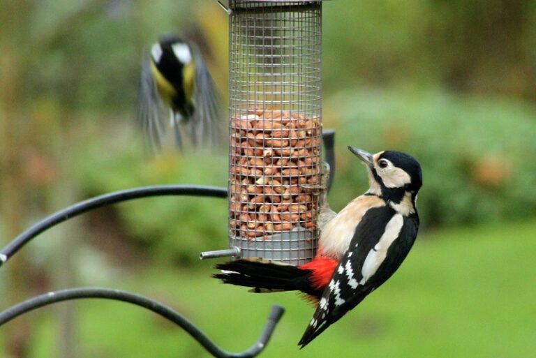 The Greater Spotted Woodpecker A Master of the Trees