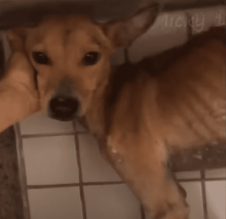 Chained to the Back Door for Over a Month, He Tried to Escape, but Was Hung Upside Down on the Gate