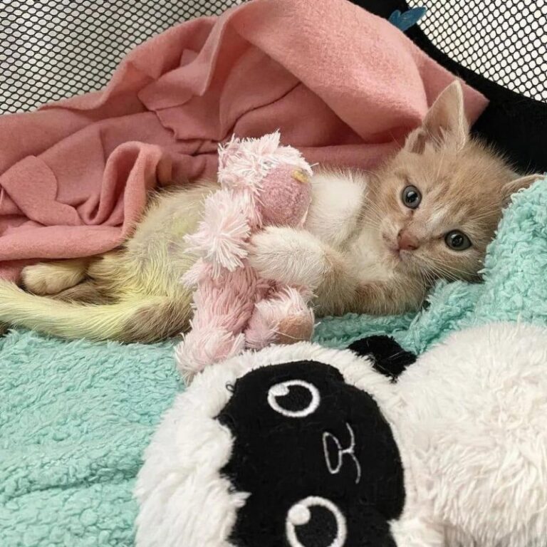 A homeless kitten mewled and dragged its paws