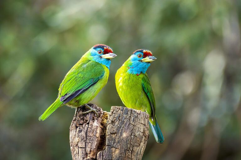 The Blue-throated Barbet A Melody in the Wilderness
