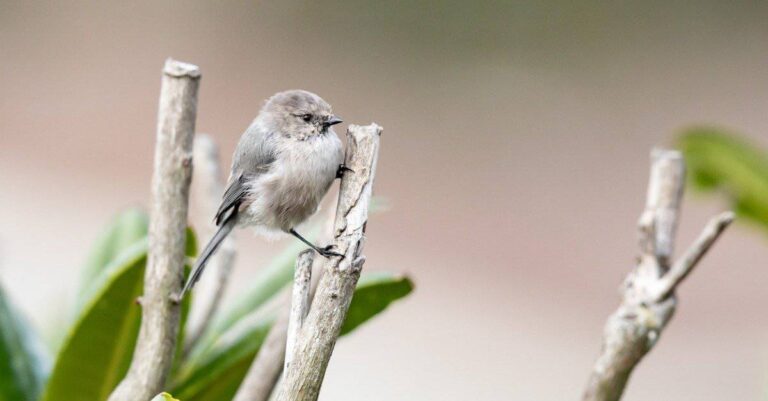Birds with Foolish Talons: 8 Idiotic U.S. Species