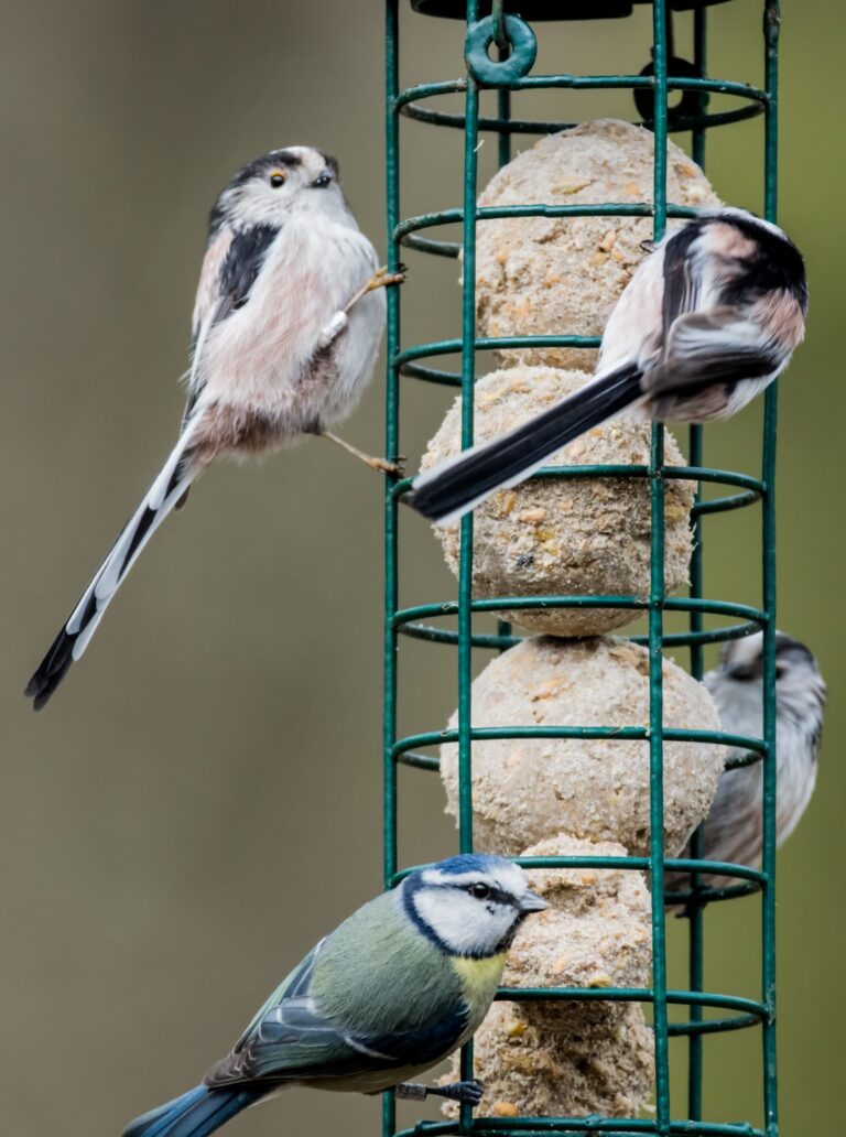 Birds Need You This Winter