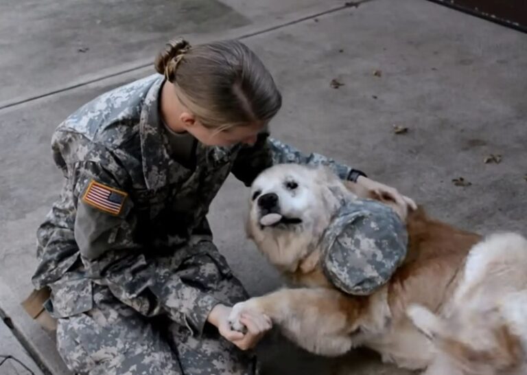 Heartwarming Reunion: Elderly Dog and Soldier Owner’s Unbreakable Bond