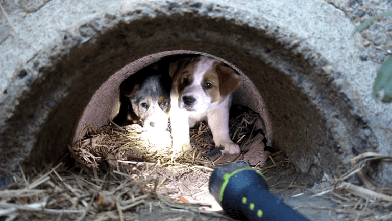 Man makes moving promise to dog who pased away after giving birth