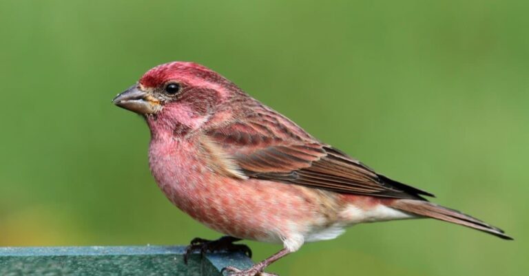 12 Birds of the Appalachian Trail