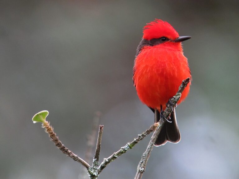 Vermilion Flycatcher Bird