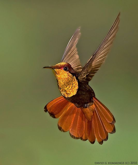 Compilation of the most stunning bird imagery. Please vote for your favorite bird species!