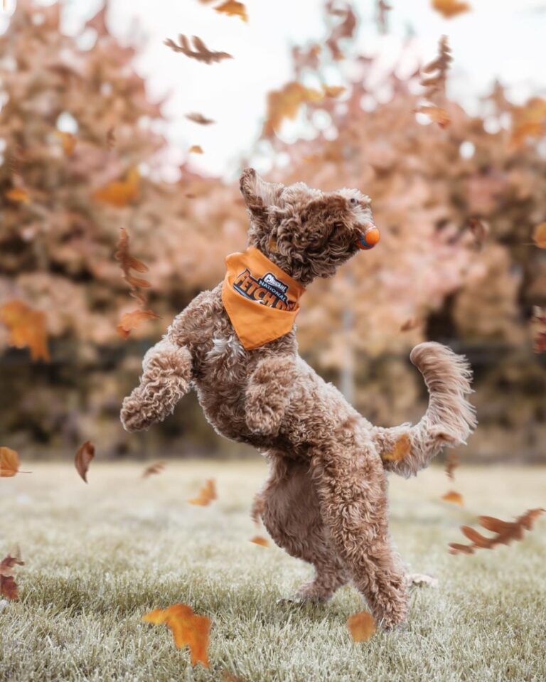 The Tiny Poodle A Bundle of Elegance and Charm