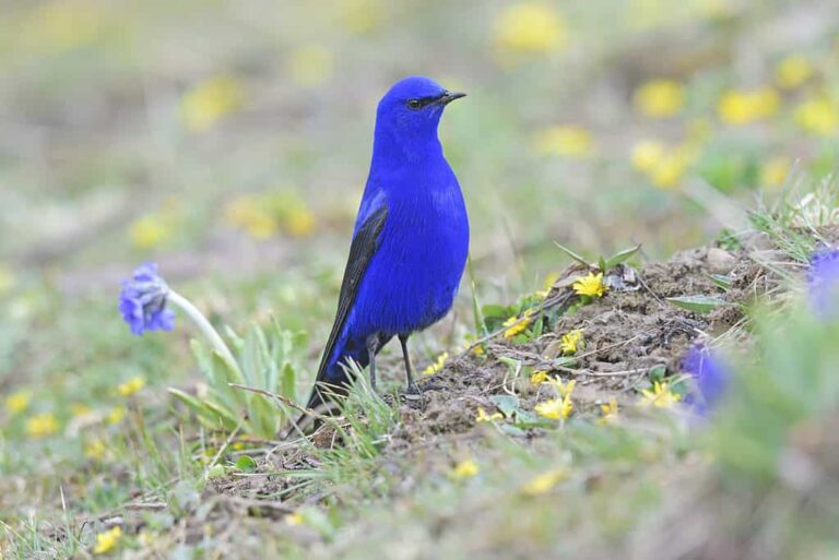 10 Stunning Bird Species