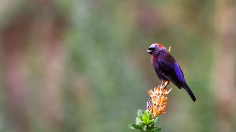 12 Purple Birds Unveiled