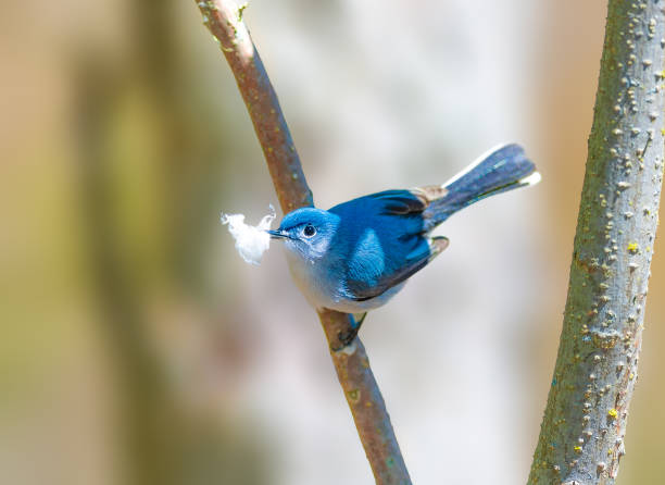 Blue Gray Gnatcatcher Bird