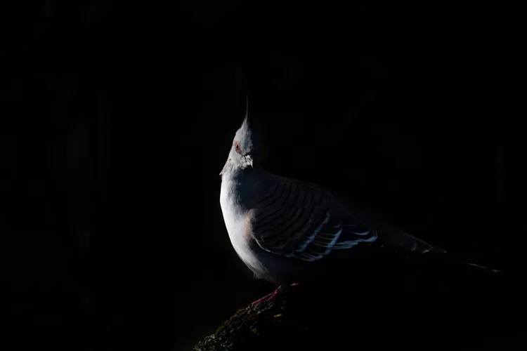 Australian Birds Shine in First Photo Contest