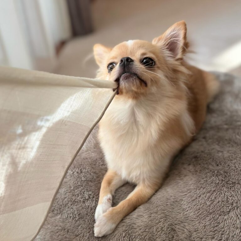 Charming Chihuahuas The Petite Companions